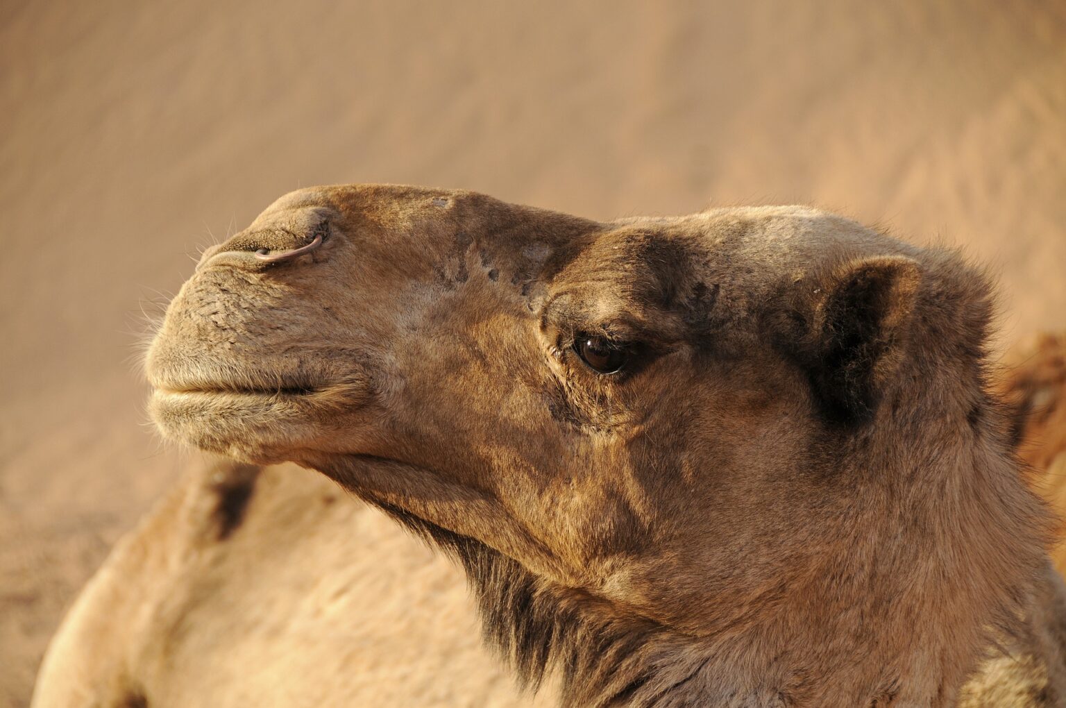 Descubre el Desierto de Marruecos en 4x4 con Emoción y Aventura - Morocco Desert Dreams